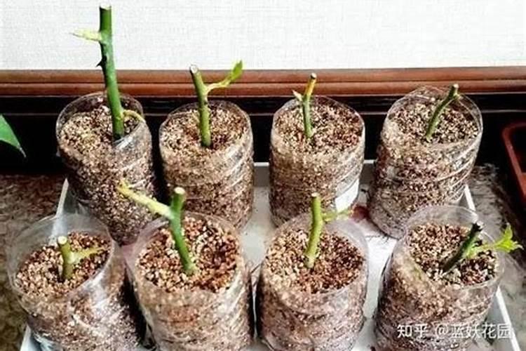 沙漠玫瑰养根施什么肥