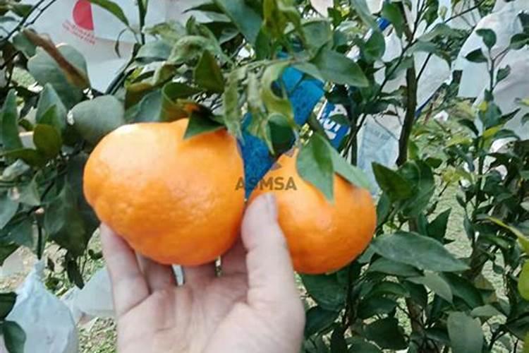 干旱天冲晚熟柑橘是加肥料冲好还是冲白水好？