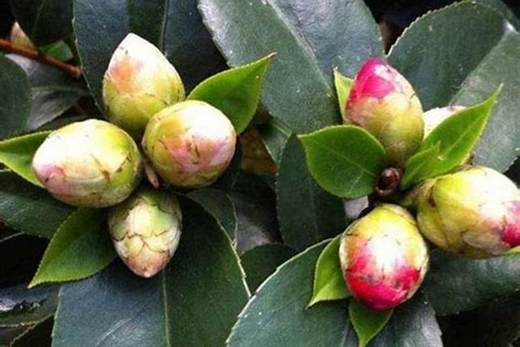 茶梅有花苞了能喷叶面肥吗？