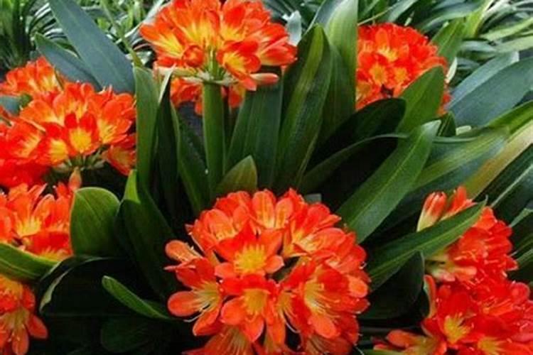 君子兰要开花时用什么肥好