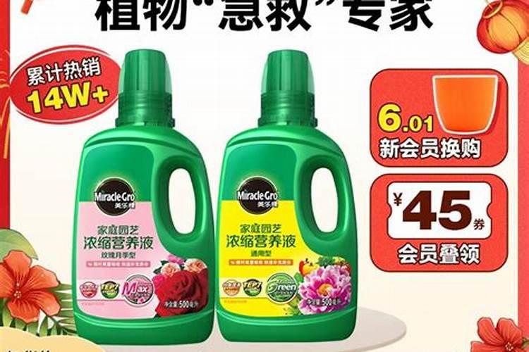 草莓控旺技术要点