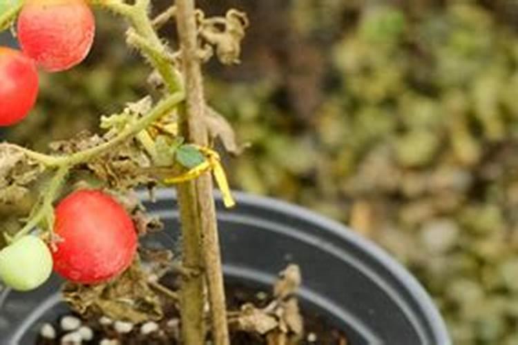番茄落花落果怎么解决？什么原因造成的呢？