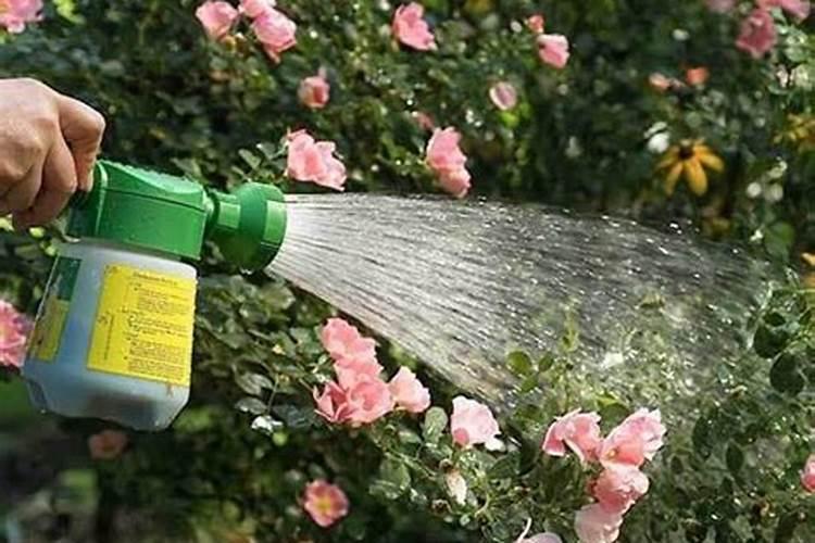 月季花施肥施什么肥料 养护方法及注意事项