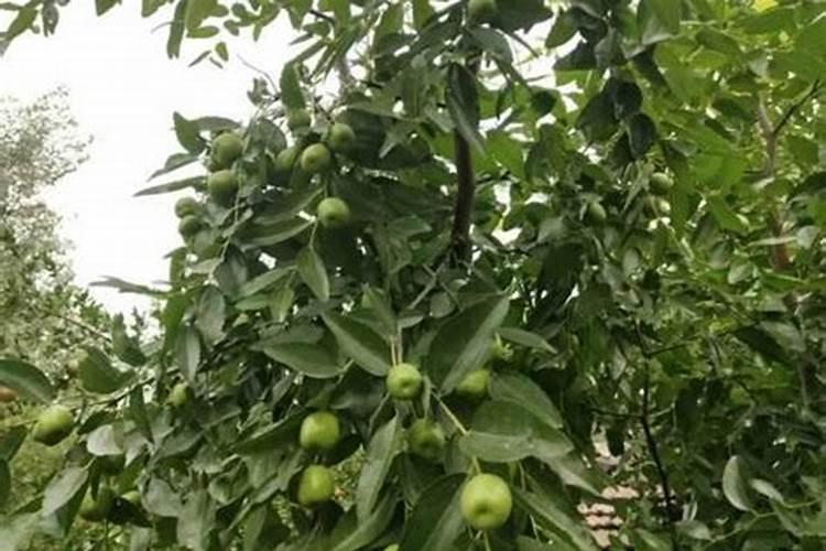 枣树黄叶卷叶喷洒芸苔素可以吗？