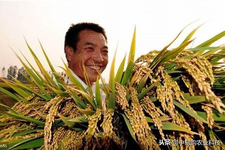谁能推荐一些市场上快速见效的叶面肥？