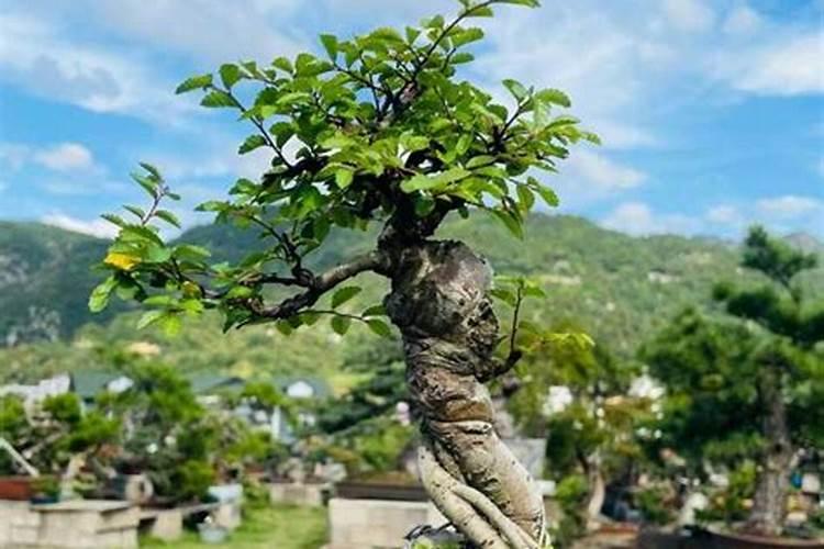 家庭天然硼肥有哪些