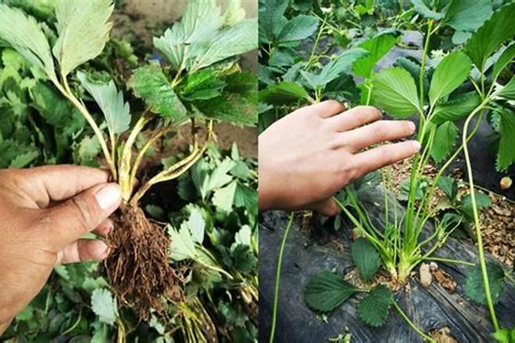 草莓花芽分化施什么肥;草莓怎么促进花芽分化