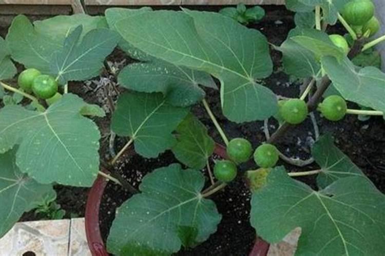 无花果果树施肥方法及时间 无花果果树如何施肥