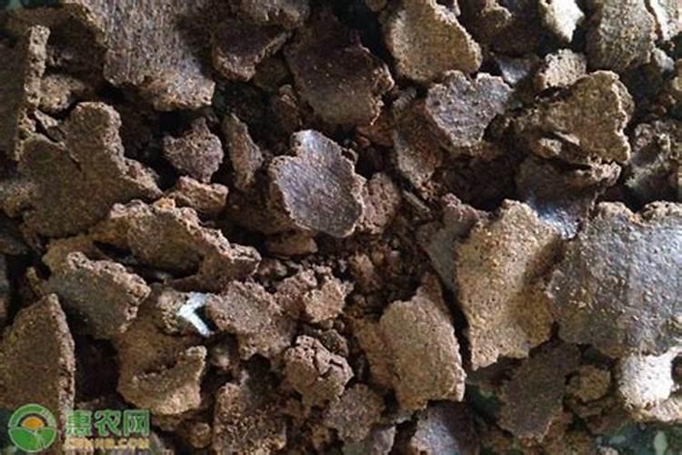 凉薯的种植时间和方法 高产栽培技术与管理措施