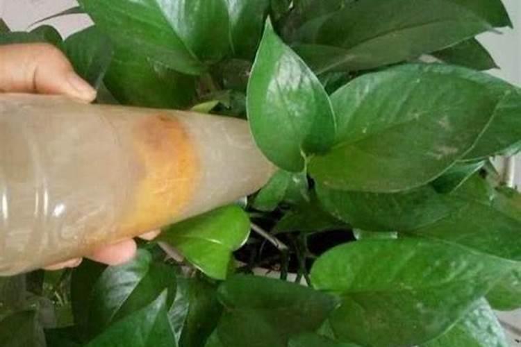 绿萝用什么肥料最好
