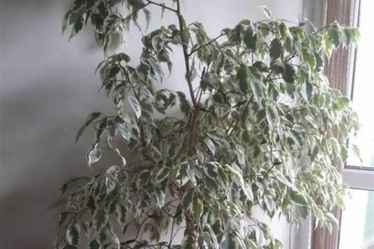 花叶垂榕什么科(关于榕树的科属介绍)