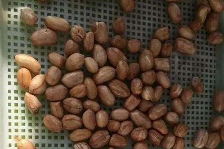 花生不长仁的原因