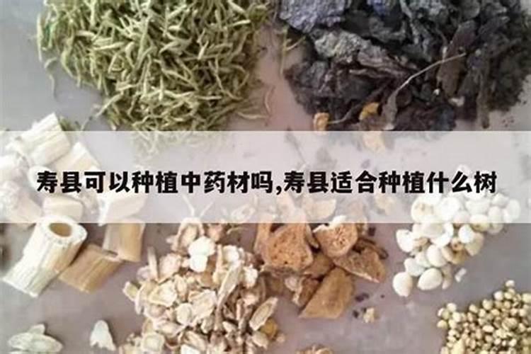 鱼白是什么？