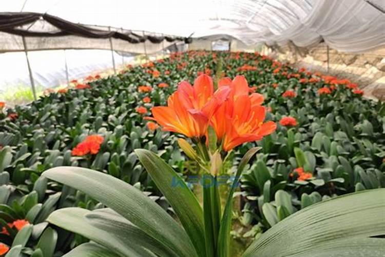 用什么给兰花施肥比较好