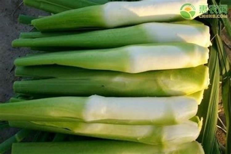 茭白胡麻斑病是主要病害,茭白胡麻斑病病因是什么？
