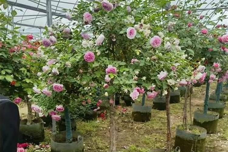八月份种月季花可以吗