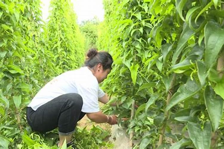 山药正确种植方法