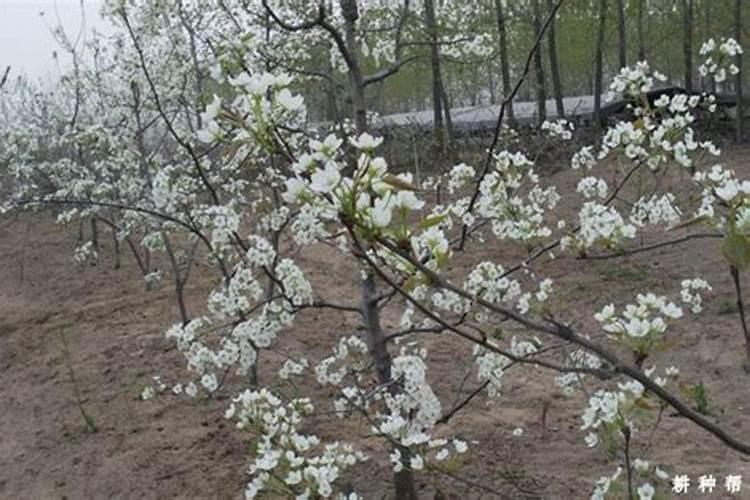 巨峰葡萄挂果量太多,怎么促进果实正常生长？