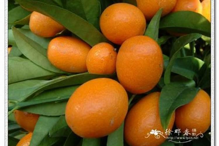 葡萄增甜喷施什么肥料
