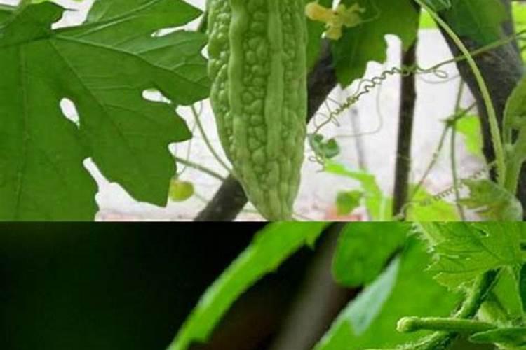 赤霉酸需要和其他肥料一起用吗