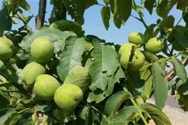 核桃树怕水淹吗