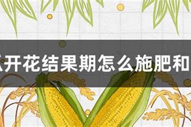 黄瓜开花结果期怎么施肥和管理