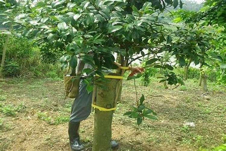 想问荔枝专用叶面肥什么好