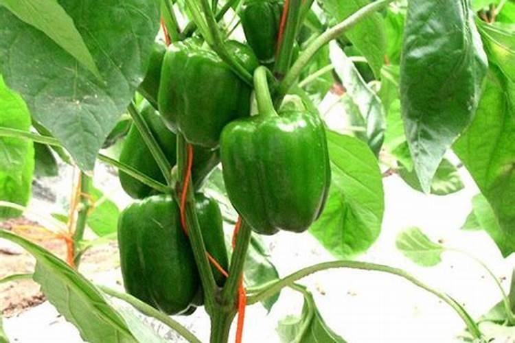 太空椒与普通青椒相比只有优点没有缺点对吗？