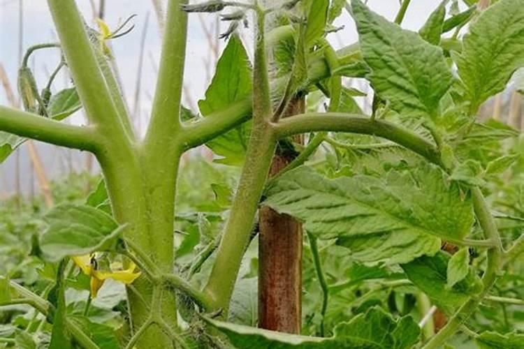 硼肥叶面喷施用量