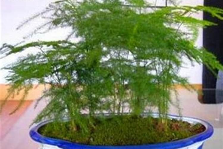 文竹能浇硫酸亚铁吗
