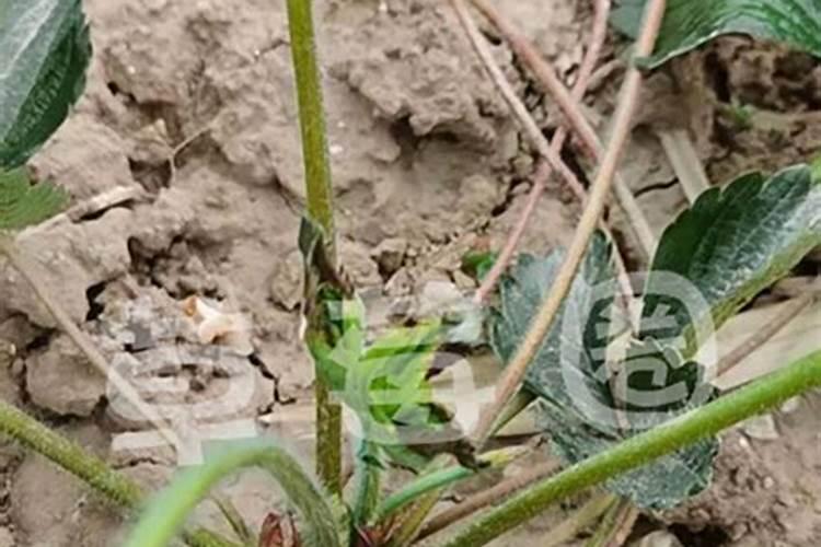 种植过程种草莓需要补钙吗 草莓苗缺钙严重会怎么样