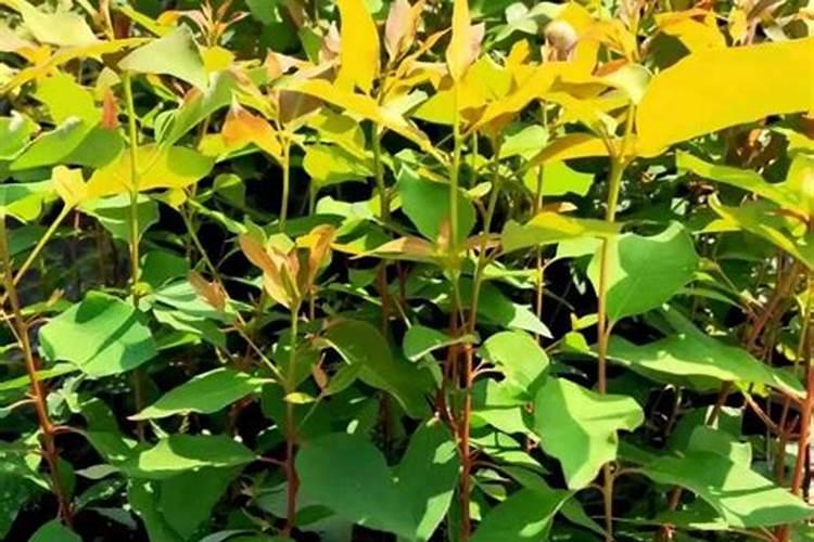 速生桉树种植管理技术要点