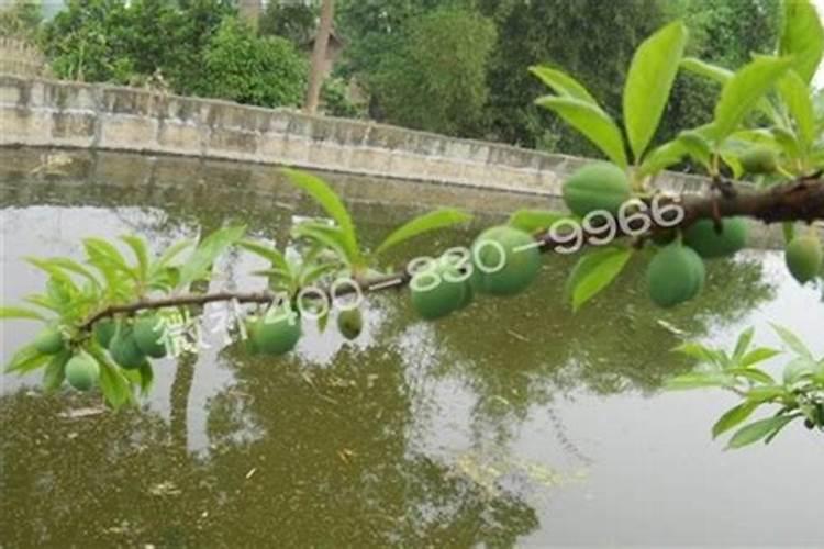一般在什么时候给果树施肥最好？施肥的正确方式是怎样的？