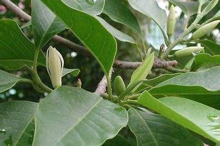 葡萄缺钙有什么危害 葡萄种植怎么补钙