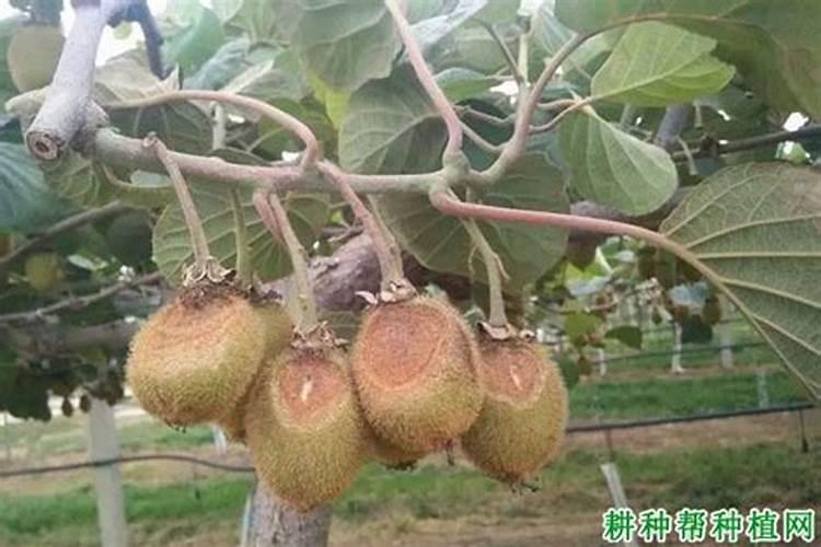 樱桃怎么有漂白粉味 樱桃有漂白粉味怎么回事