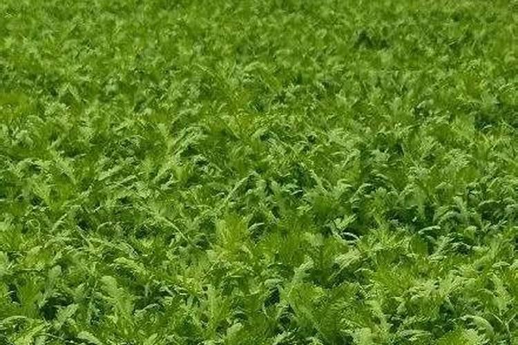 大豆花期喷什么叶面肥好