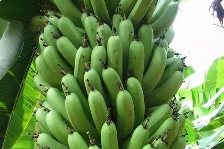 枯叶中几种元素的鉴定