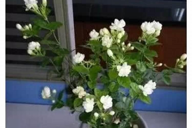 茉莉花四季怎么施肥