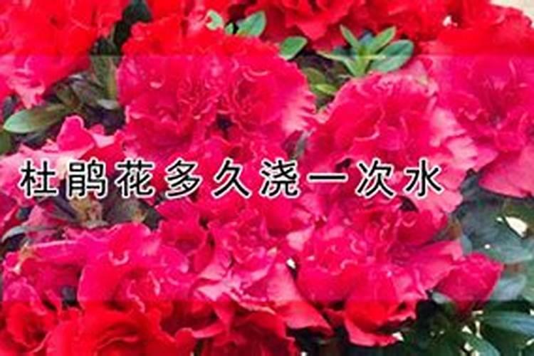 杜鹃花什么时候施肥,夏天能施肥吗？