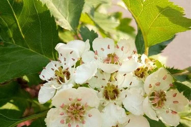 促进开花结果施什么肥(嘉宝果怎样促开花结果)