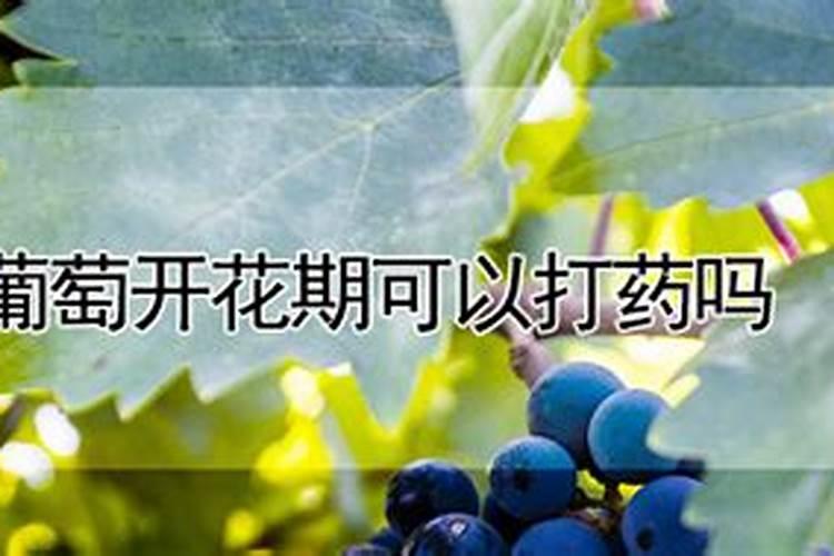 水果树木可以施硼肥吗？