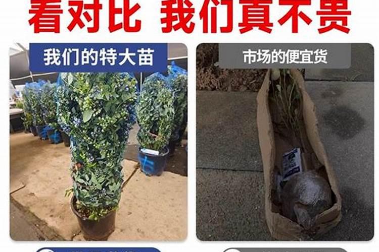 蓝莓能不能室内盆栽啊？