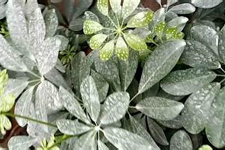 草莓施肥的方法