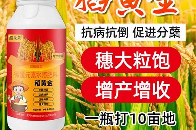 种植水稻需要注意什么