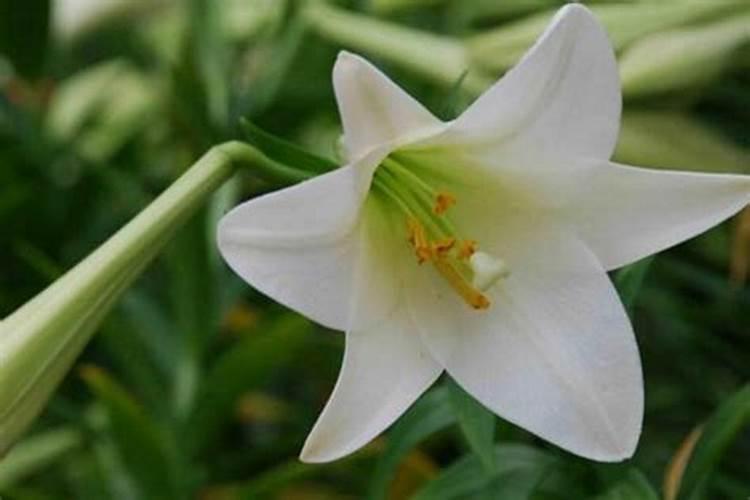 百合花怎么养