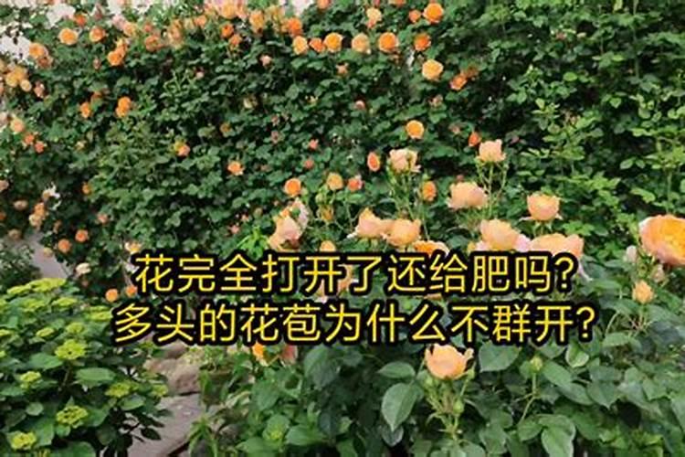 月季肥害症状和处理办法