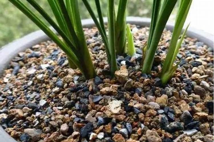 兰花用什么植料养殖最好