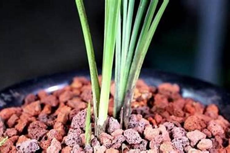 种植兰花用松树皮和石子的比例是多少？还有哪些需要注意的地方？