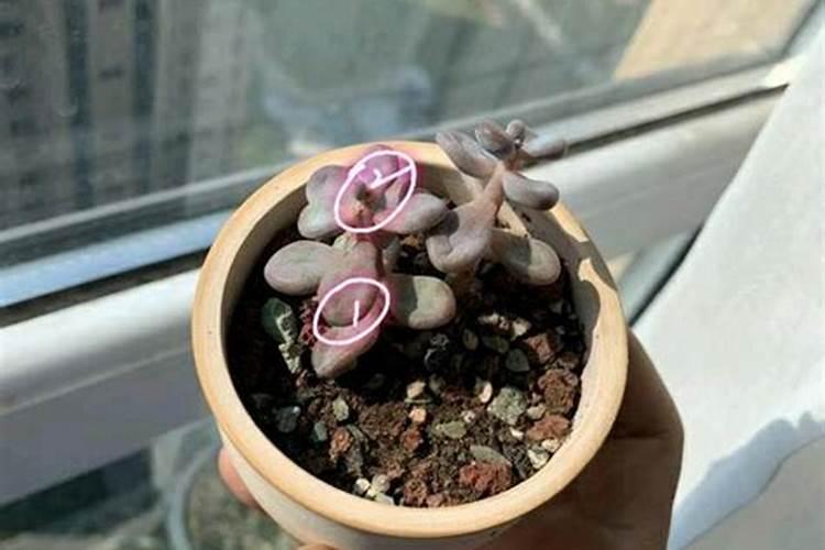 落地生根水肥管理技巧
