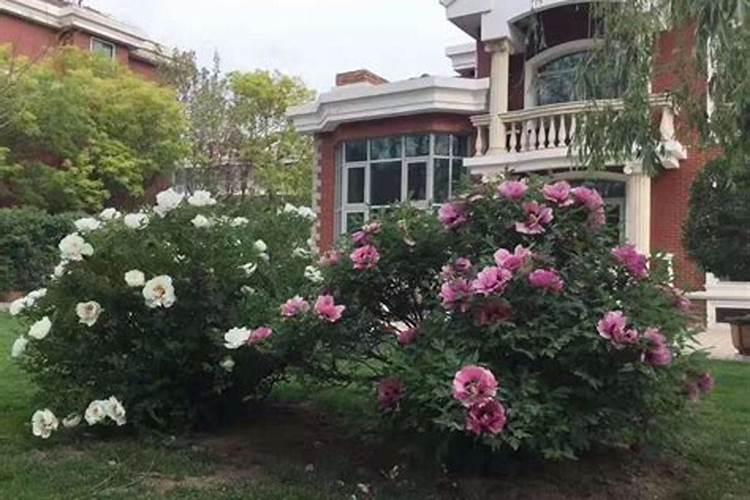 牡丹叶面肥打什么 喷肥注意事项
